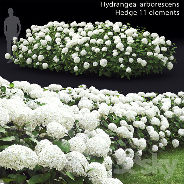 Hydrangea is a treelike 1