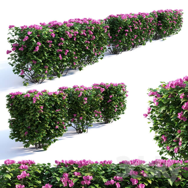 Bougainvillea Hedge 0.8 m Height