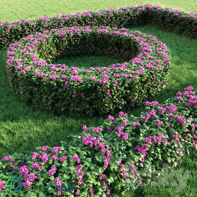 Bougainvillea Hedge 0.8 m Height