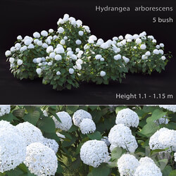 Hydrangea is a treelike 2 