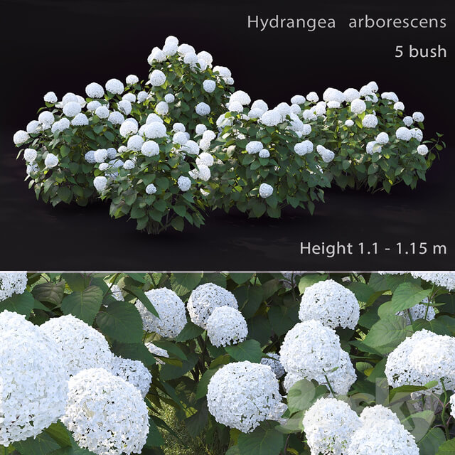 Hydrangea is a treelike 2