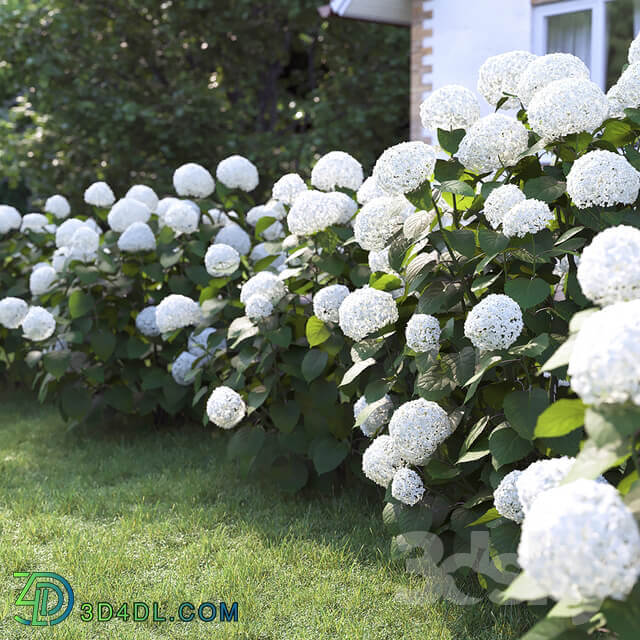 Hydrangea is a treelike 2