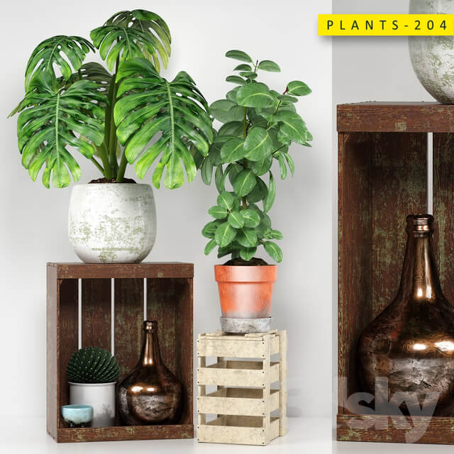 PLANTS 204