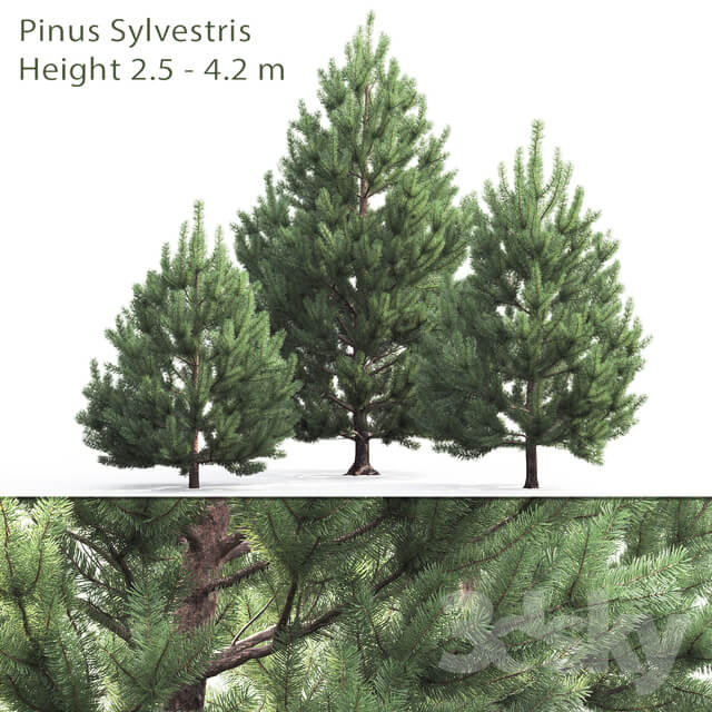 Pine Pinus sylvestris Redwood Pigeon 2 2.5 4.2 m 