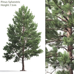 Pine cone 4 7.6m  