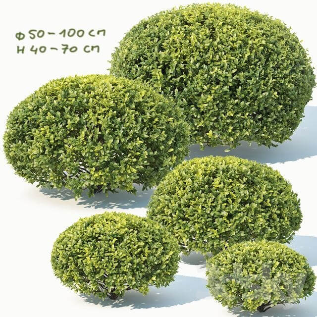 Buxus Sempervirens 10 oval