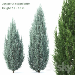 Juniperus 3D Models 