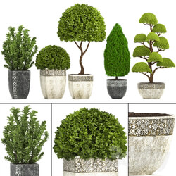 Plant collection 239. Garden plants landscape design classic flowerpot trees topiary boxwood 3D Models 