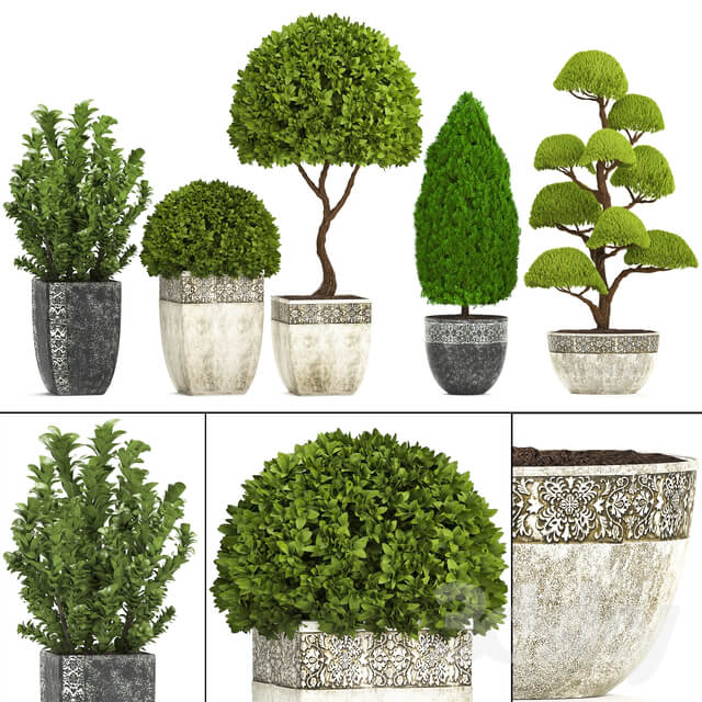 Plant collection 239. Garden plants landscape design classic flowerpot trees topiary boxwood 3D Models