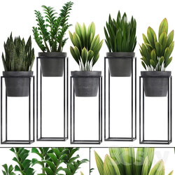 Plant collection 240. Shelf with flowers Zamioculcas sansevieria indoor plants pot stand 3D Models 