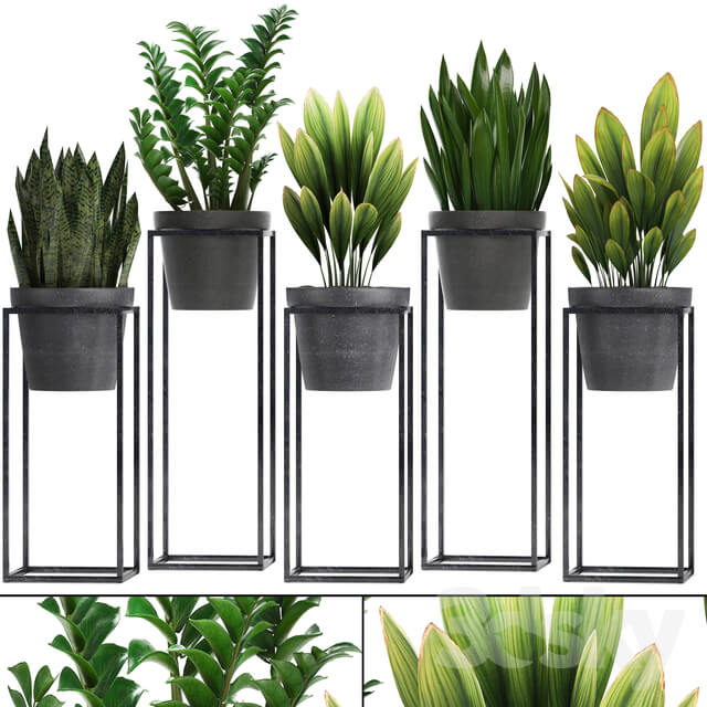 Plant collection 240. Shelf with flowers Zamioculcas sansevieria indoor plants pot stand 3D Models