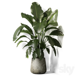 strelitzia plant 02 3D Models 