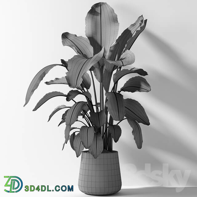 strelitzia plant 02 3D Models