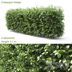 Hawthorn hedge 3 2.1m  
