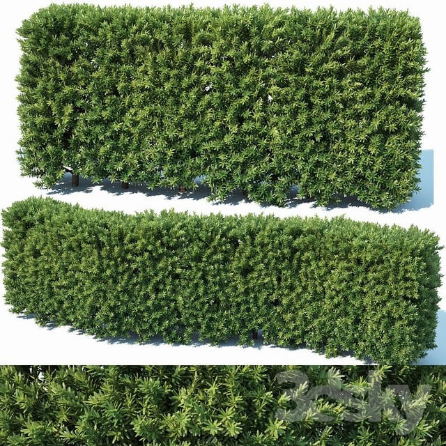 Taxus Baccata 2 modular hedge 80cm