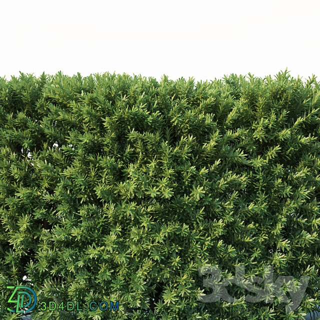 Taxus Baccata 2 modular hedge 80cm