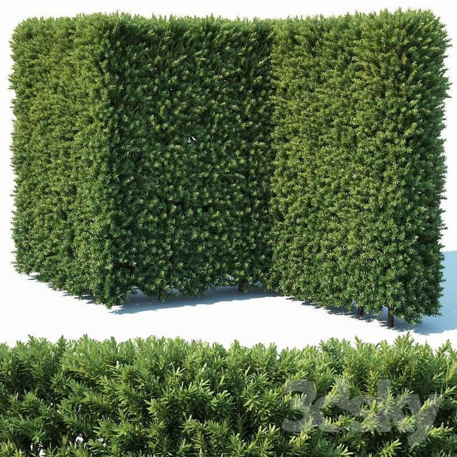 Taxus Baccata 4 modular hedge 200cm