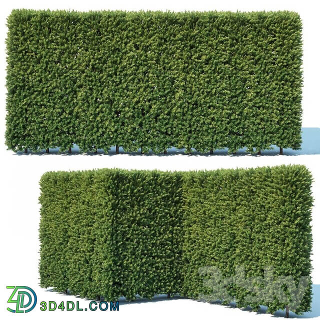 Taxus Baccata 4 modular hedge 200cm