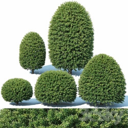 Taxus Baccata 5 topiary set 1 