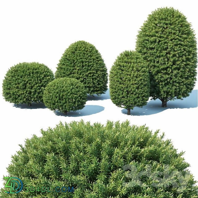Taxus Baccata 5 topiary set 1