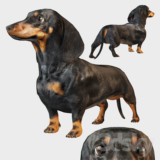 Black dachshund