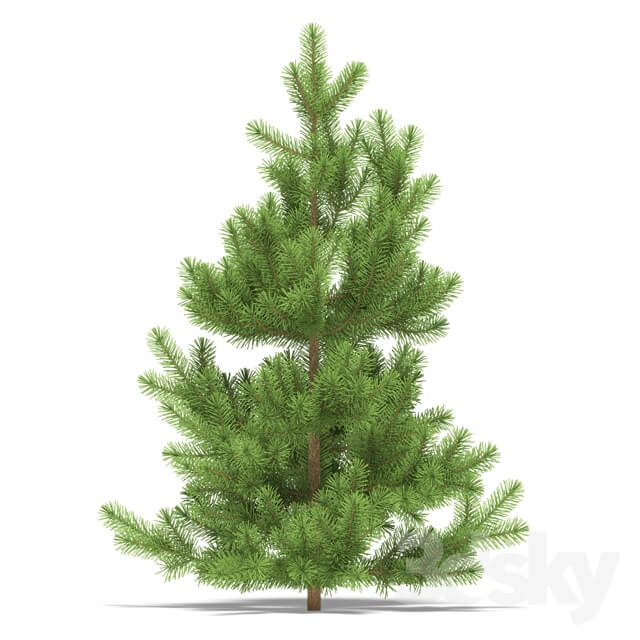 Plant Pine