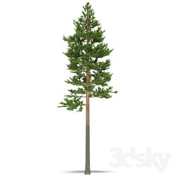 Plant Pine 