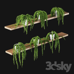 Succulents. Set of 6 models 