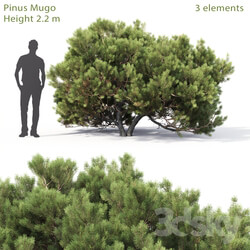 Mountain pine 5 2.2m  
