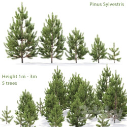 Pine ordinary young 1 1 3m  