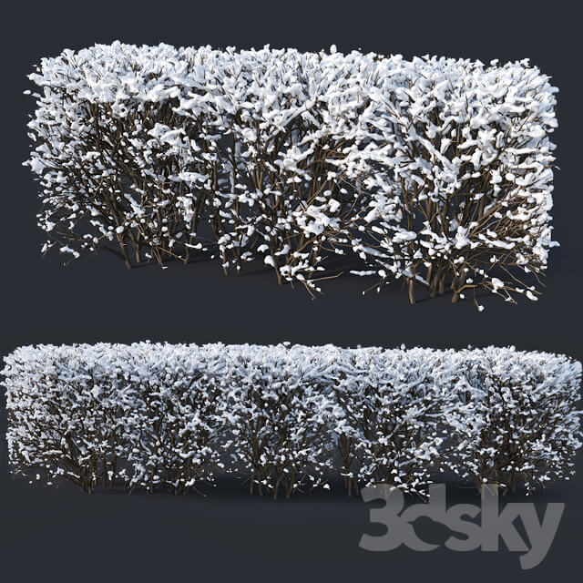 Cotoneaster lucidus 7 winter hedge set