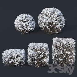 Cotoneaster lucidus 8 winter cube sphere hedges 