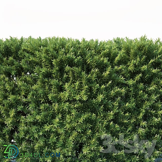 Taxus Baccata 4 modular hedge 200cm