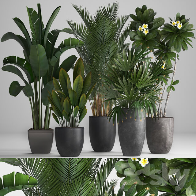 Plant Collection 256. strelitzia banana hovea plumeria black flowerpot palm tree indoor plants exotic office plants flower pot Rhapis 3D Models