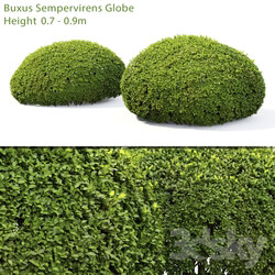 Buxus 3D Models 