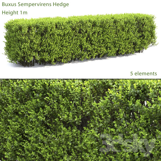 Boxwood Hedge 2