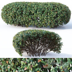 Cotoneaster lucidus 9. Wide customizable hedge 