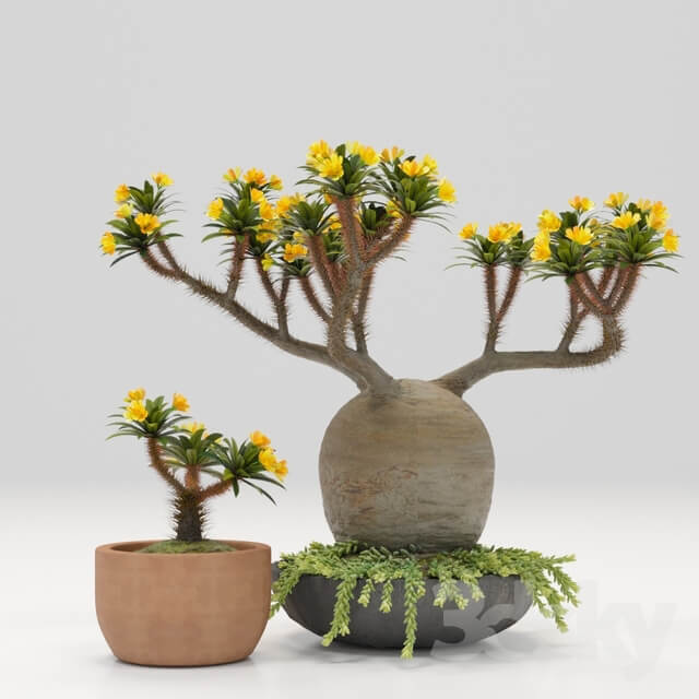 Pachypodium pot