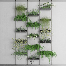 Decorative plants 