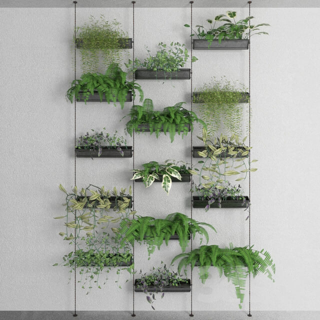 Decorative plants