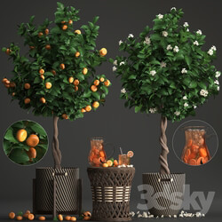 Plant collection 267. Citrus mandarin 