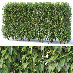 Forsythia 6 hedge. H180 cm 