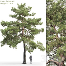 Common Pine 13 12.4m  