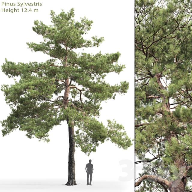 Common Pine 13 12.4m 