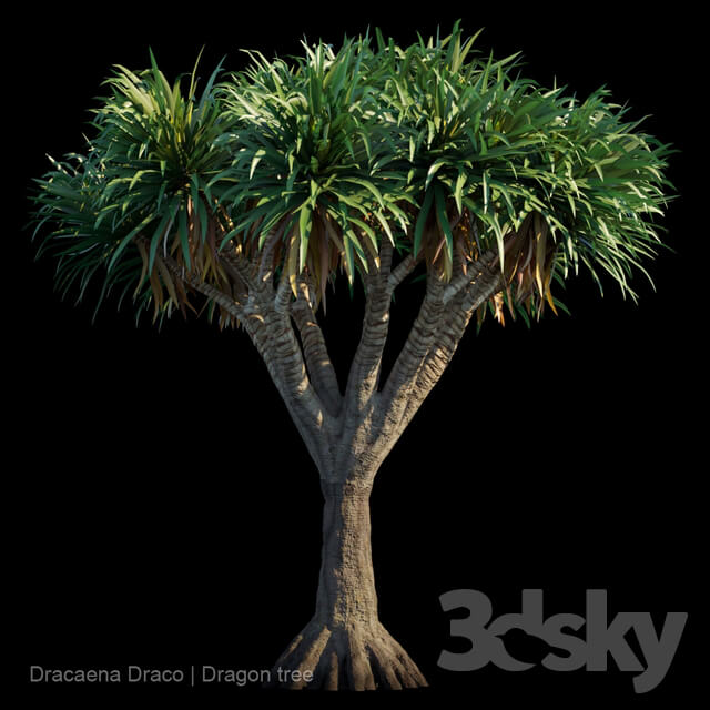 Dracaena Draco Dragon tree