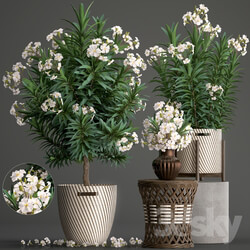 Plant collection 269. Nerium oleander 