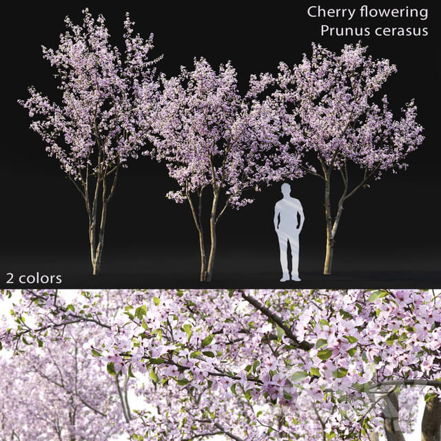Prunus cerasus Cherry flowering 3
