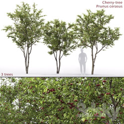 Prunus cerasus Cherry tree 1 