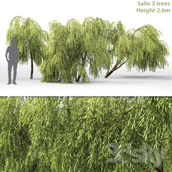 Willow Salix 1 2.6m  
