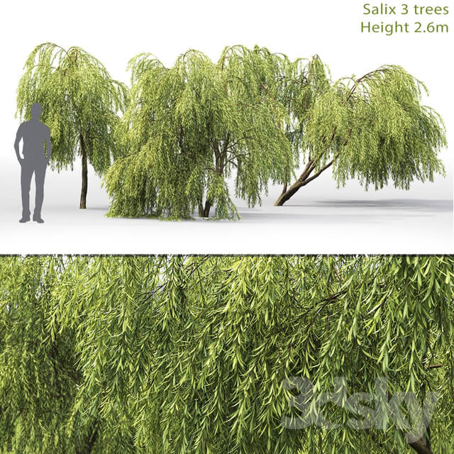 Willow Salix 1 2.6m 